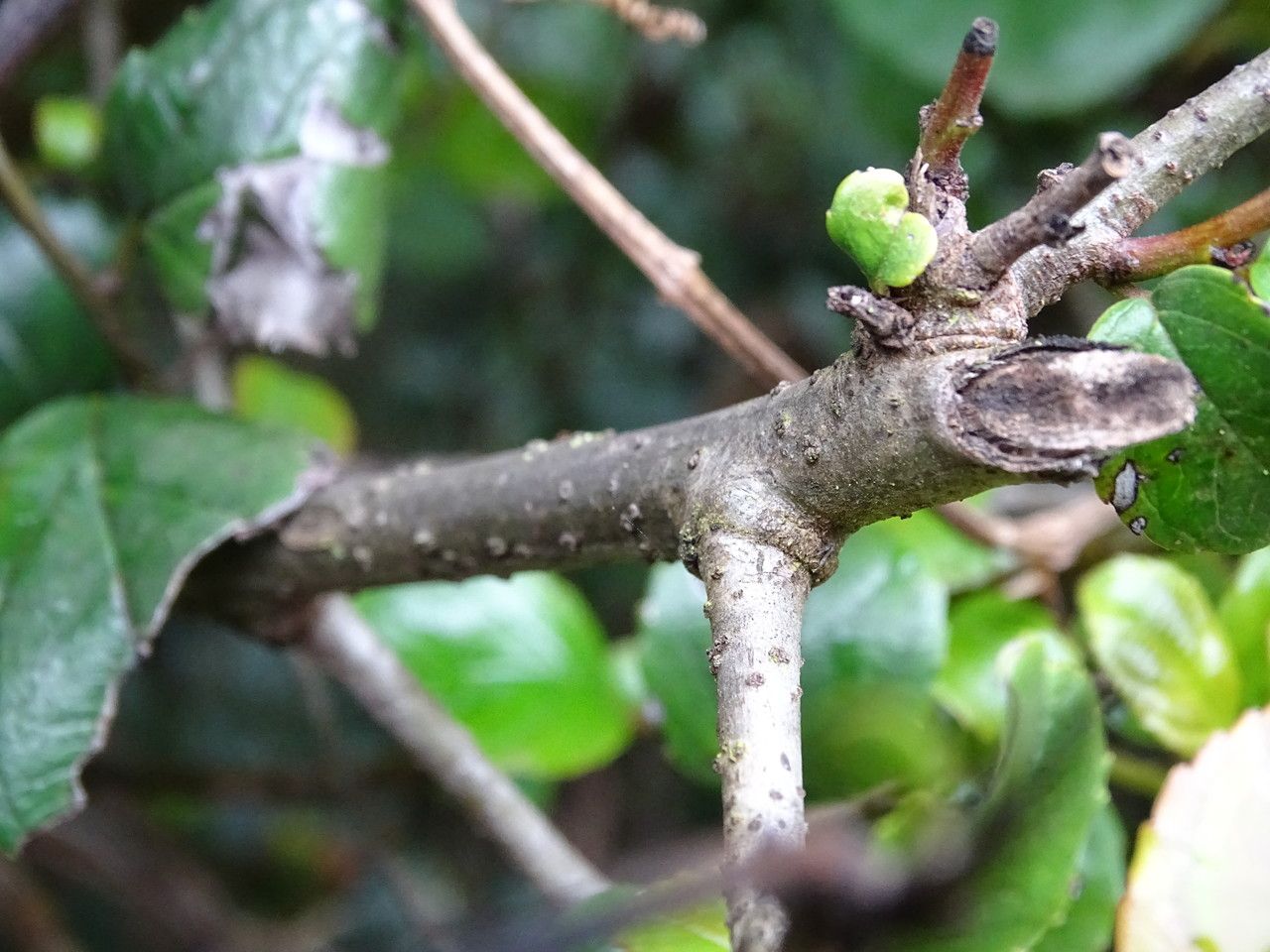 Rhamnus prinoides bark