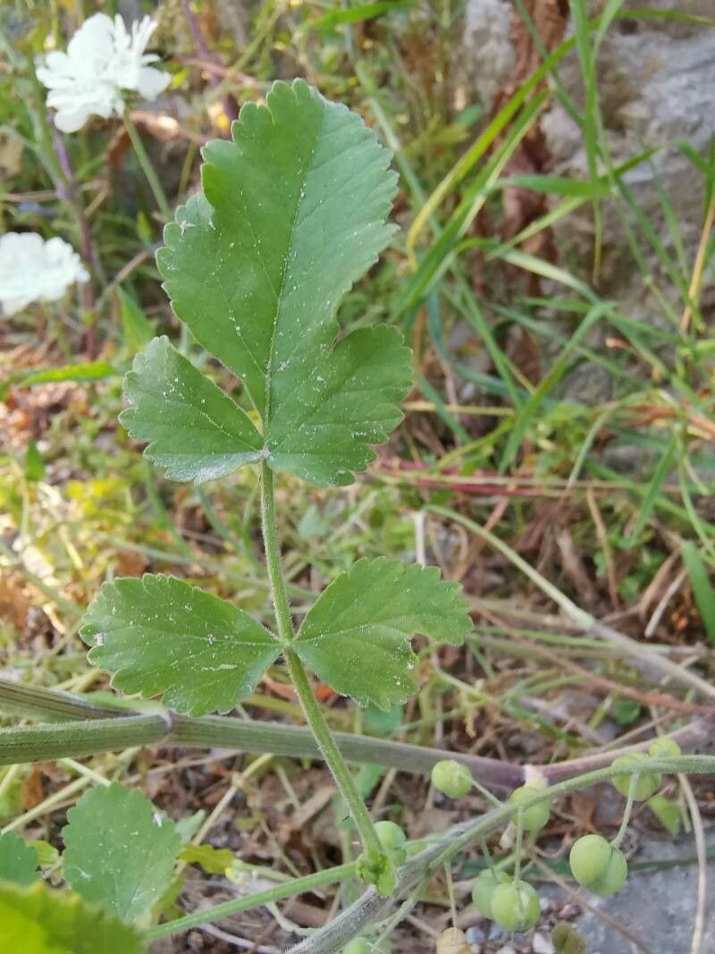 Tordylium officinale — related species from the same genus