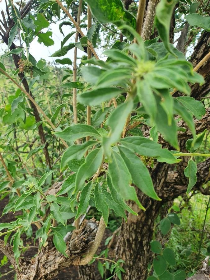 Volkameria eriophylla — related species from the same genus