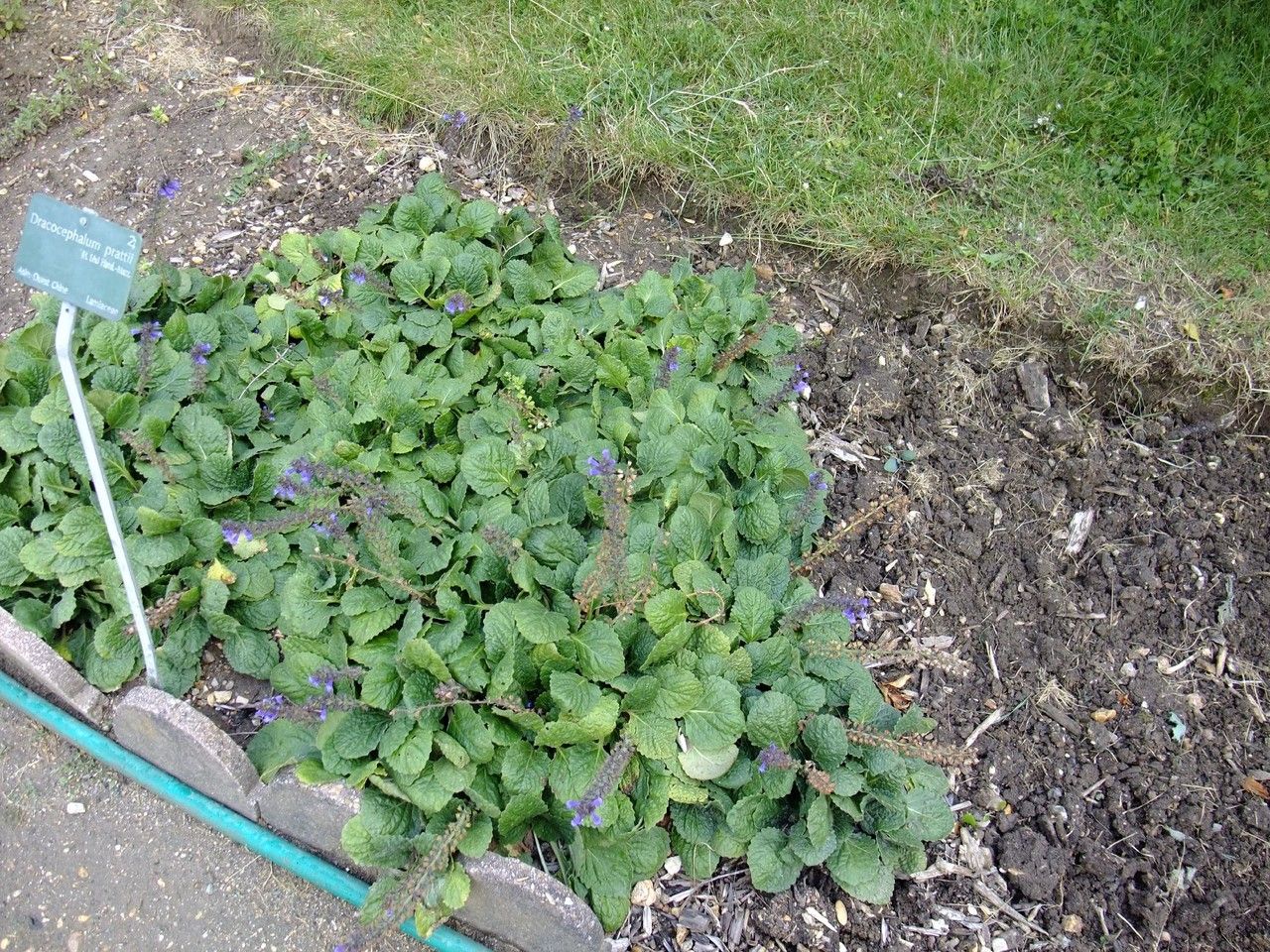 Nepeta prattii habit