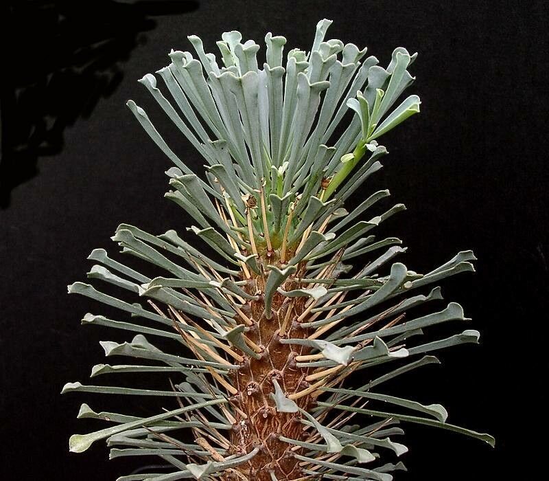 Euphorbia multifolia — houseplant care guide