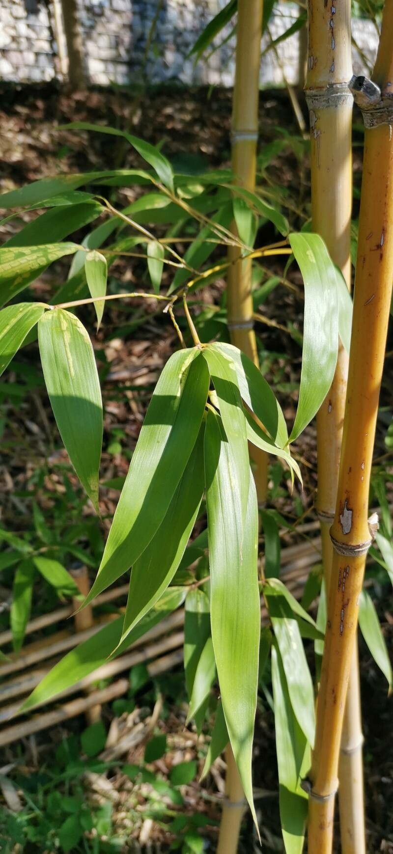 Phyllostachys iridescens — search result for 'Phyllostachys'
