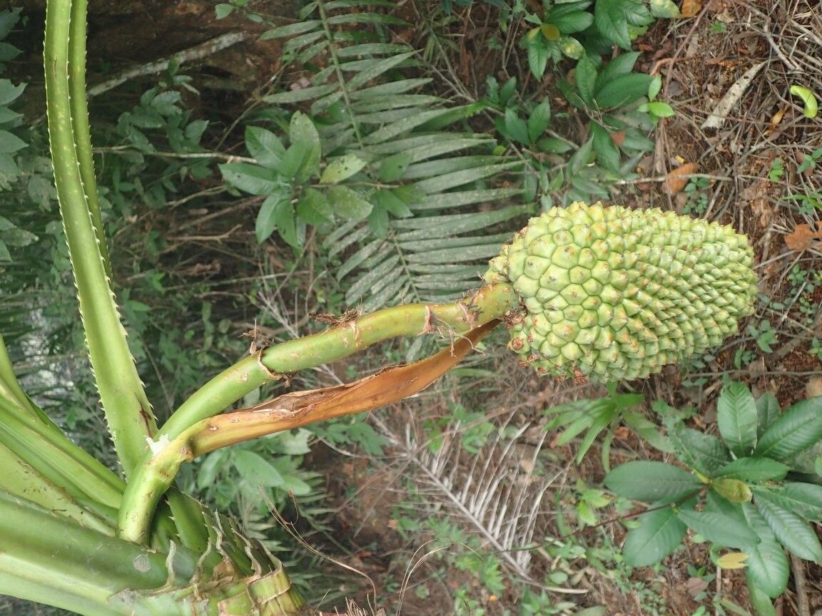 Pandanus gabonensis — houseplant care guide