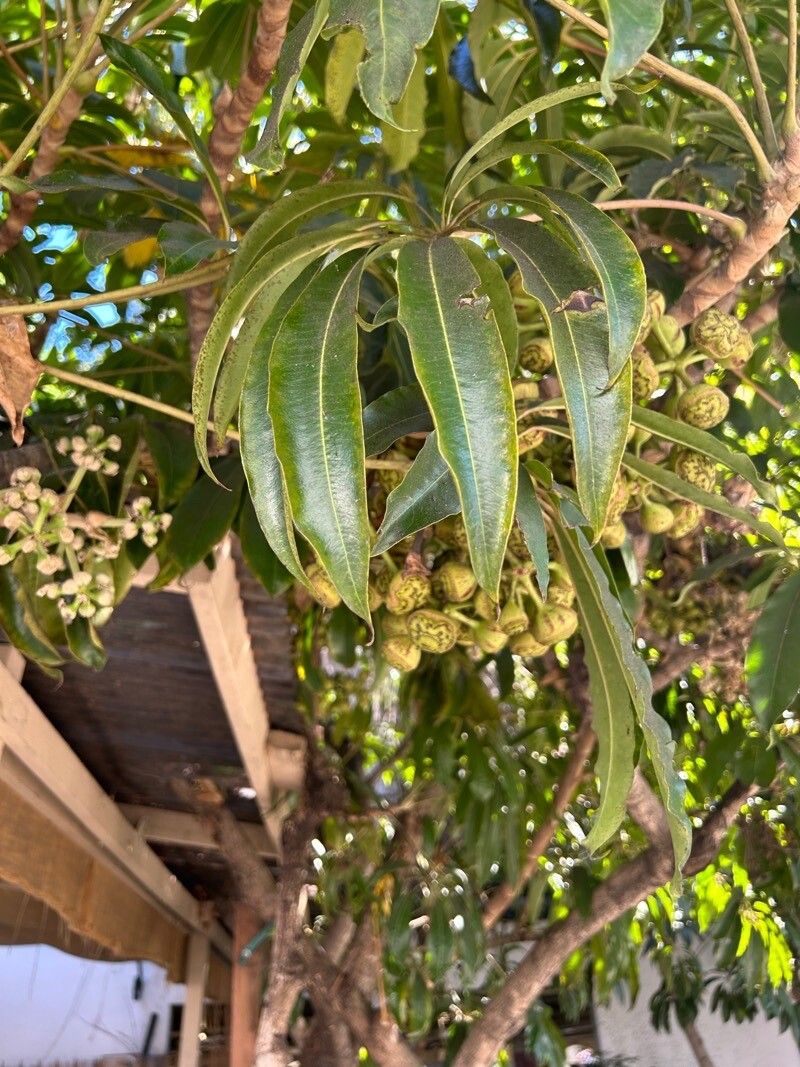 Schefflera pueckleri leaf