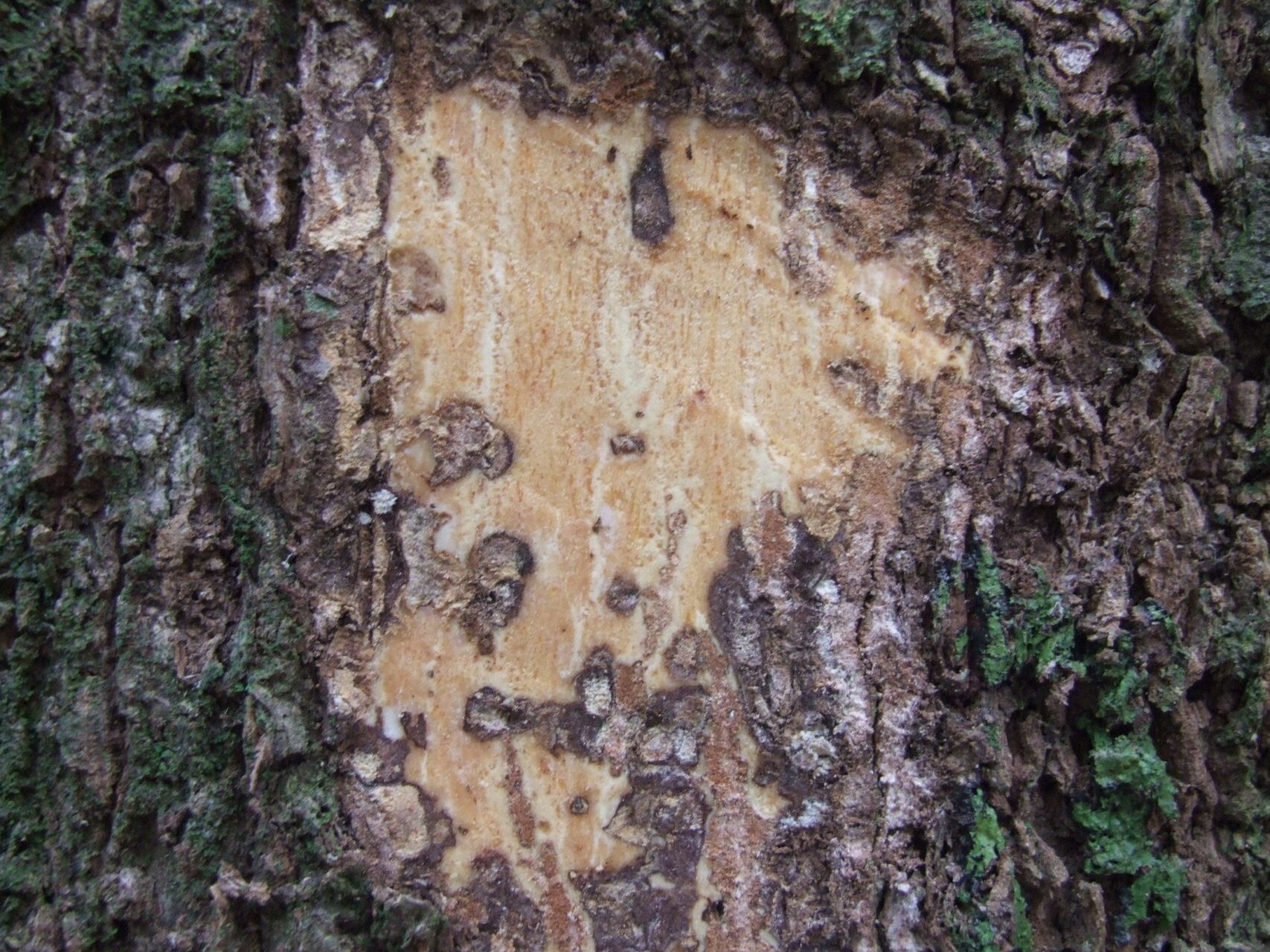 Symplocos arborea bark