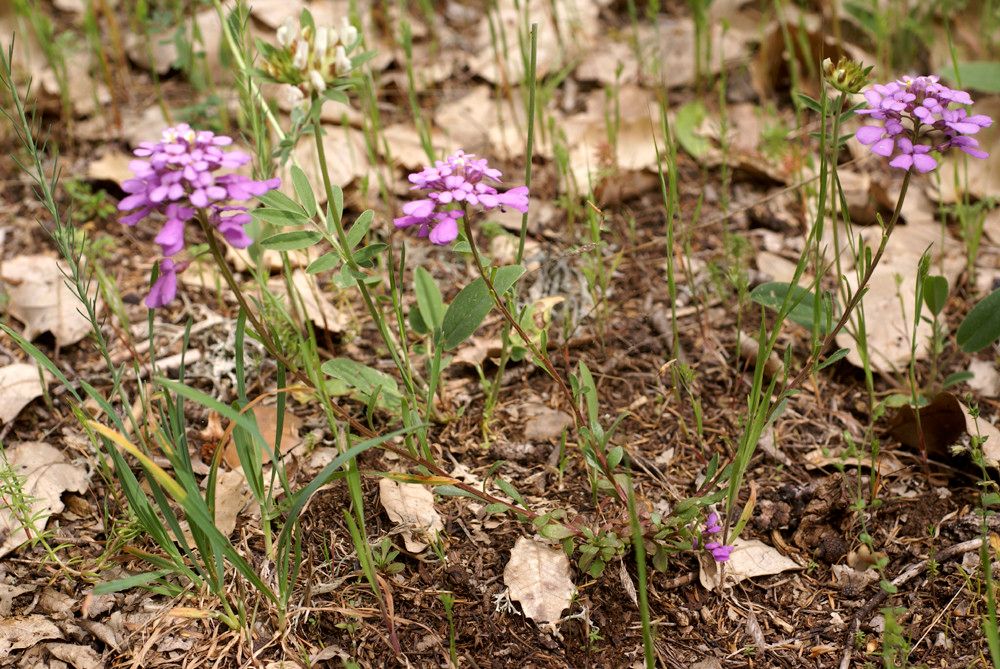 Iberis atlantica habit