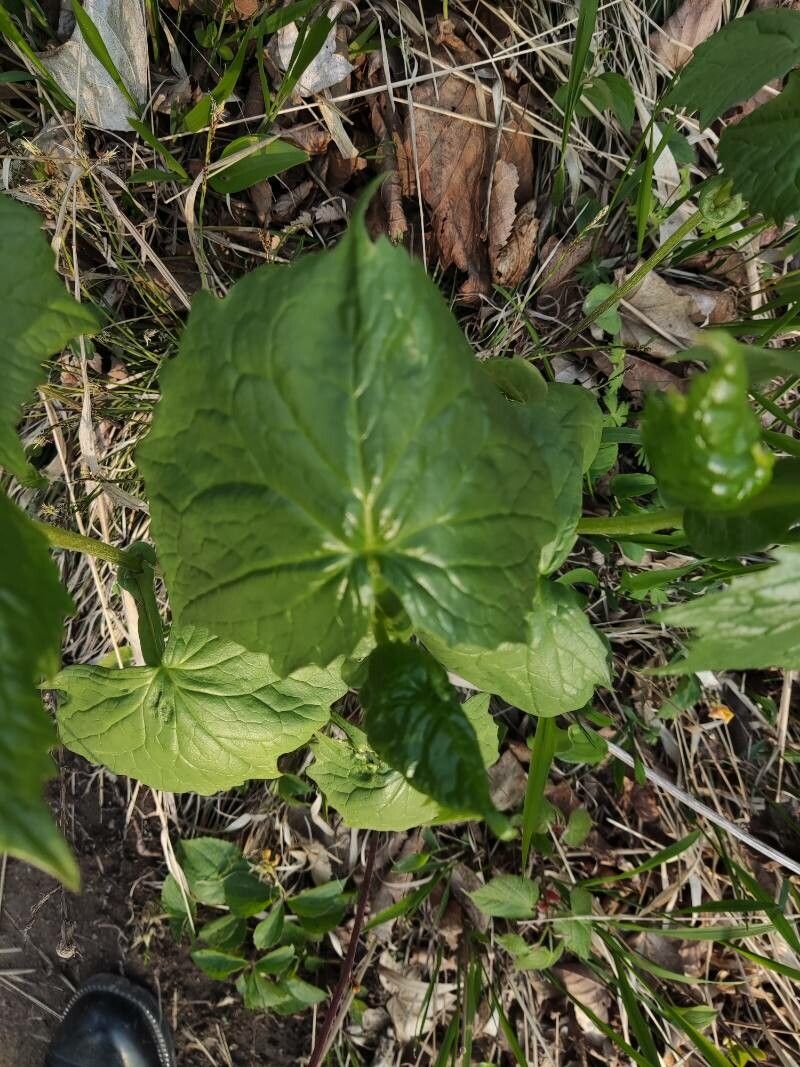 Parasenecio auriculatus — related species from the same genus