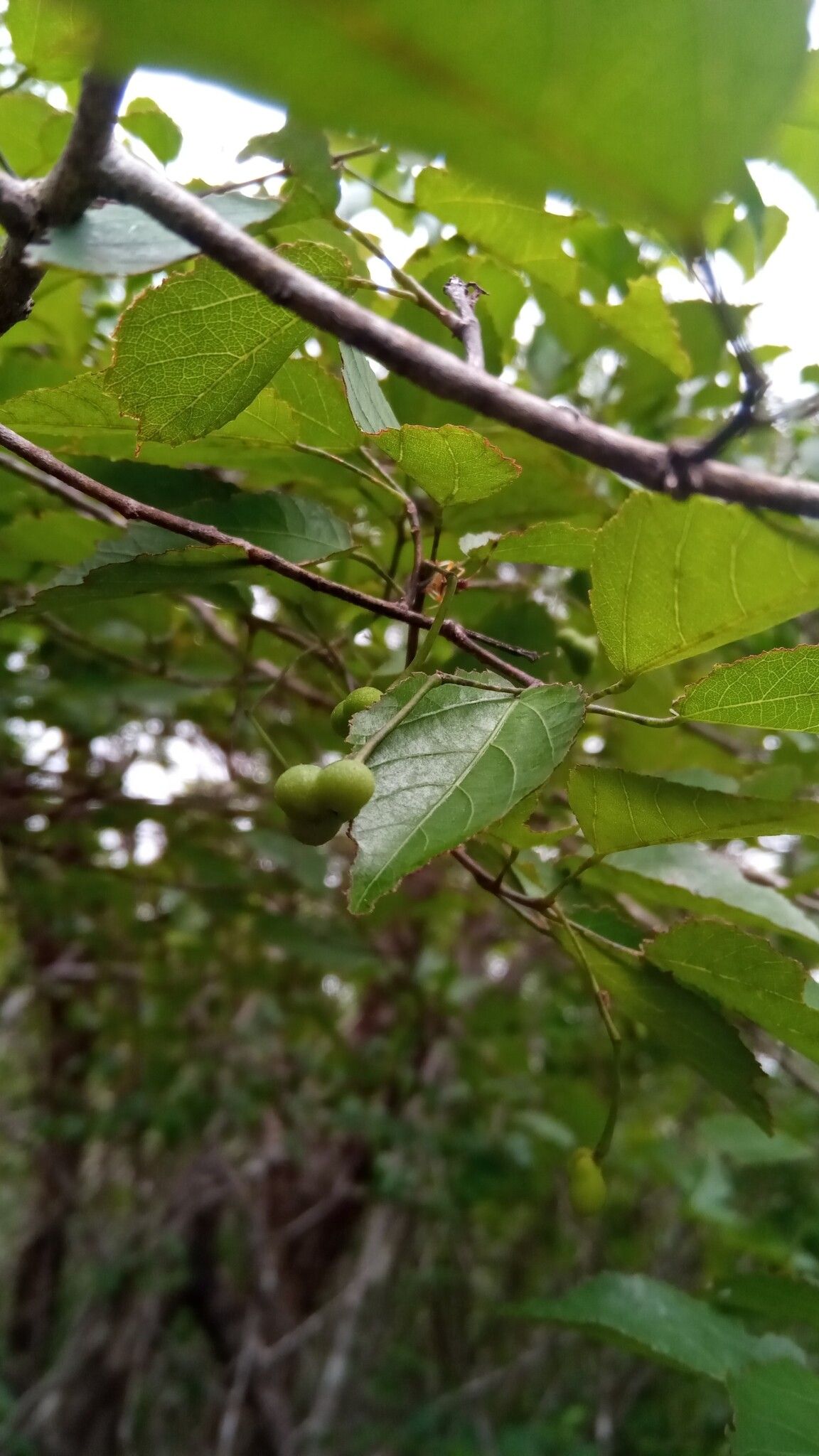 Grewia baillonii fruit