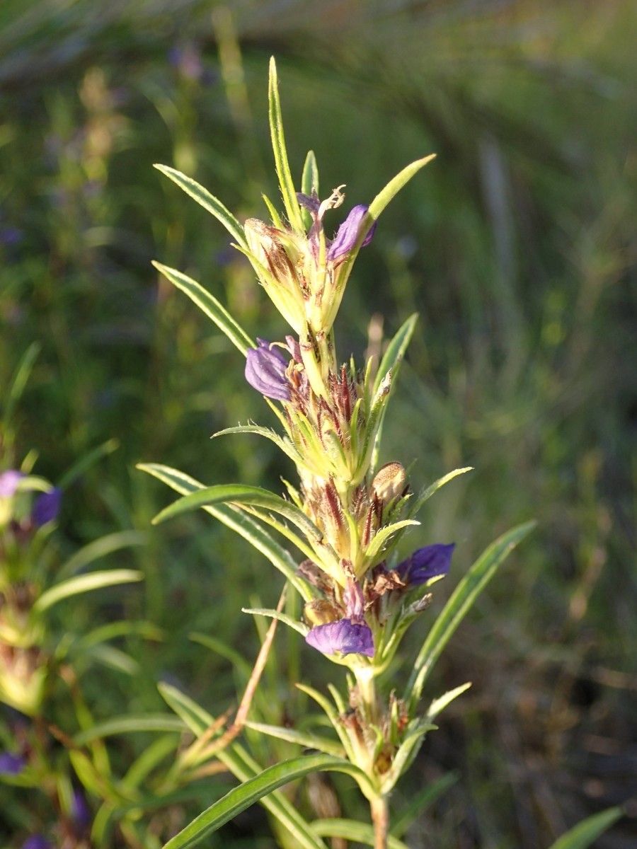 Hygrophila senegalensis flower