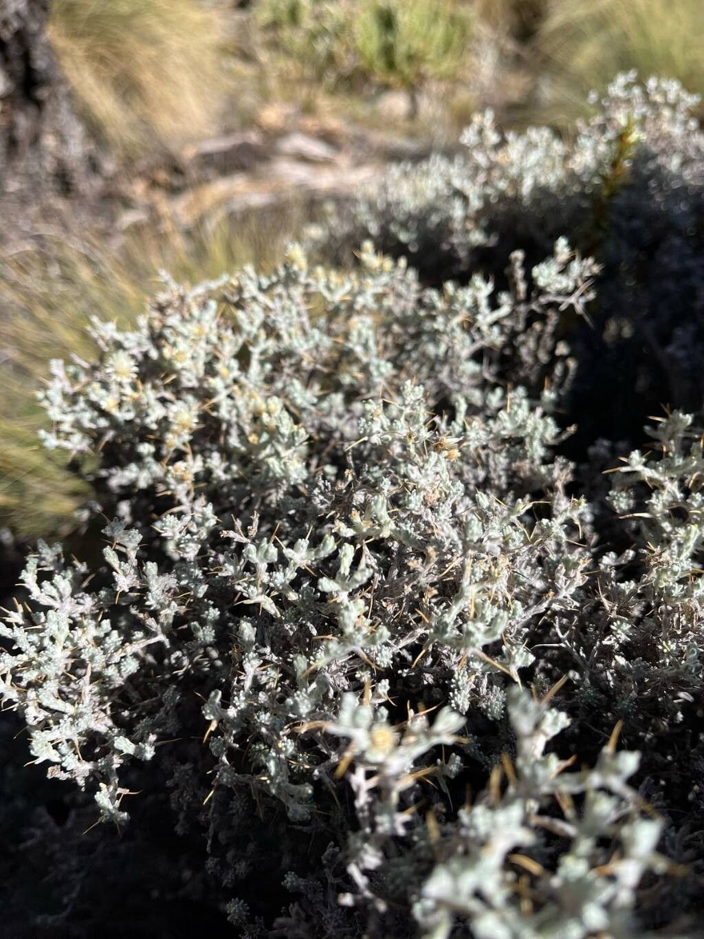 Helichrysum newii — houseplant care guide