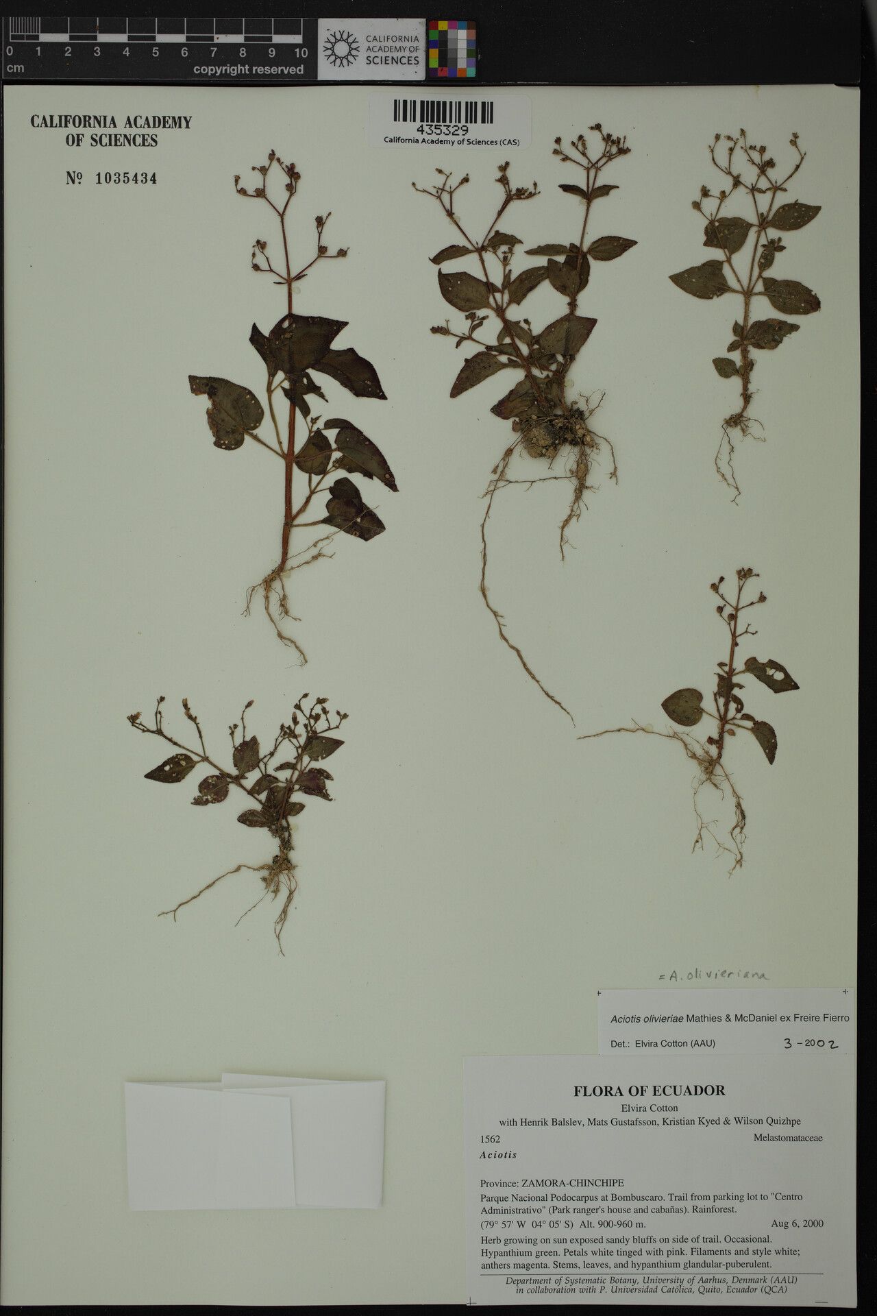 Aciotis olivieriana — houseplant care guide