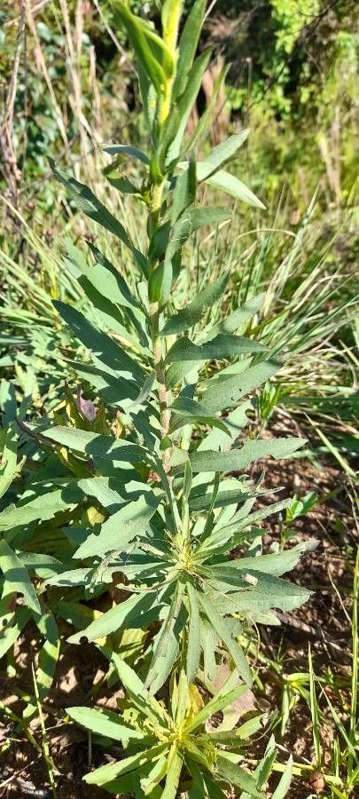 Solidago chilensis leaf