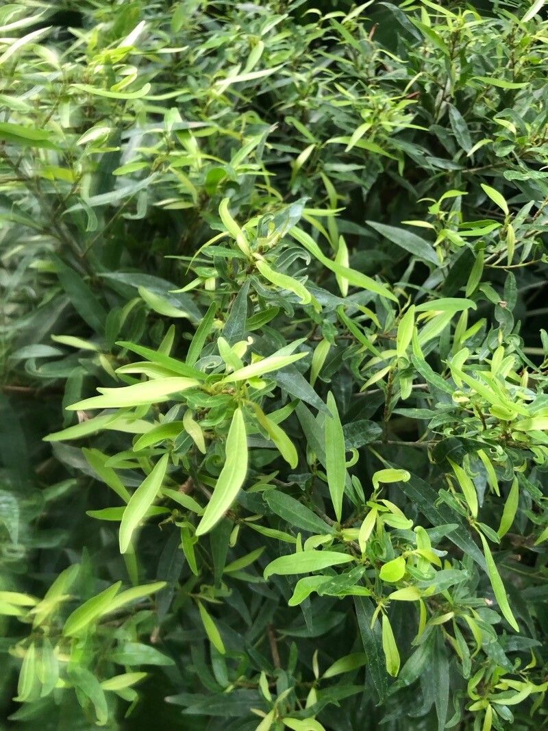 Ficus salicaria — houseplant care guide