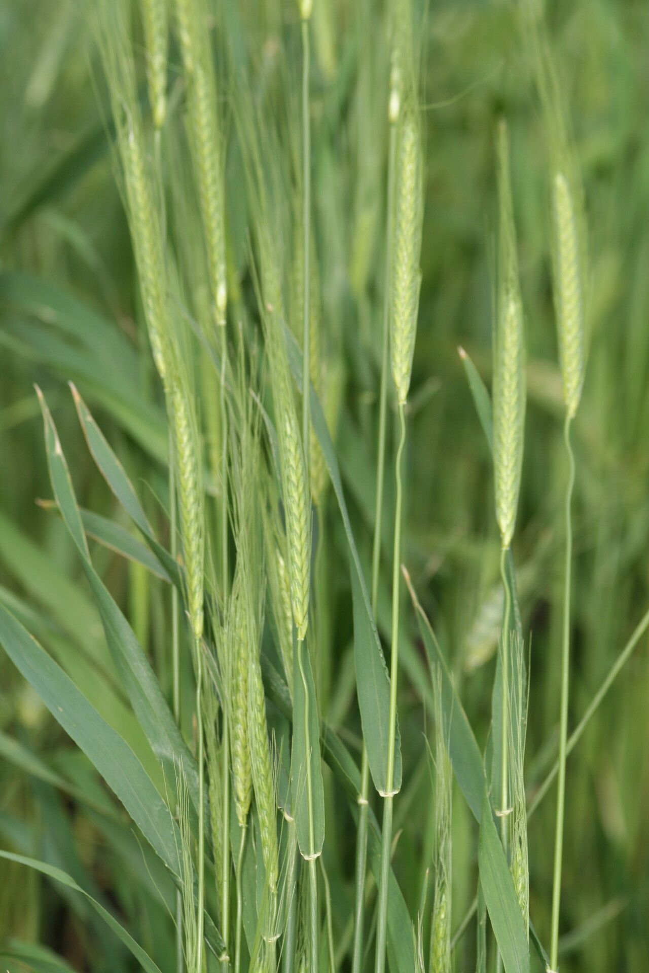 Triticum monococcum flower