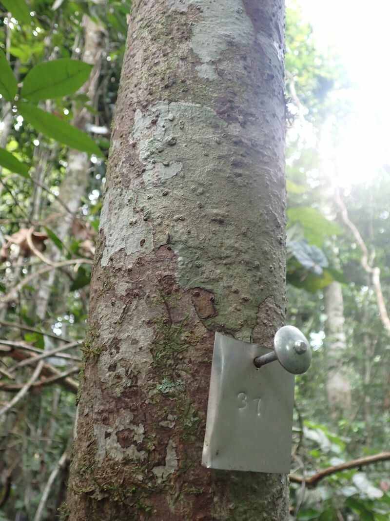 Pachylobus ledermannii bark