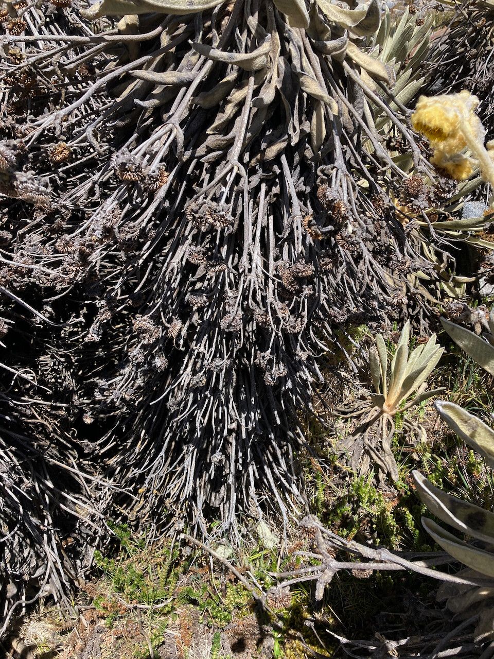 Espeletia lopezii bark