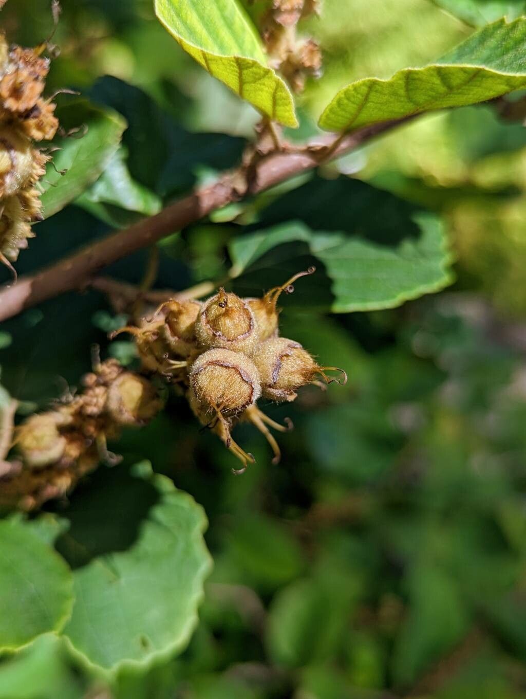 Fothergilla major fruit