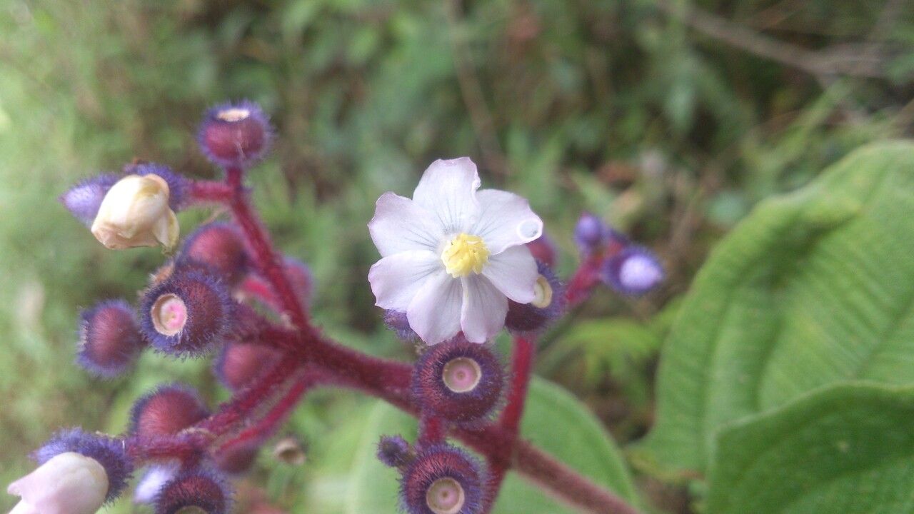 Miconia conospeciosa flower