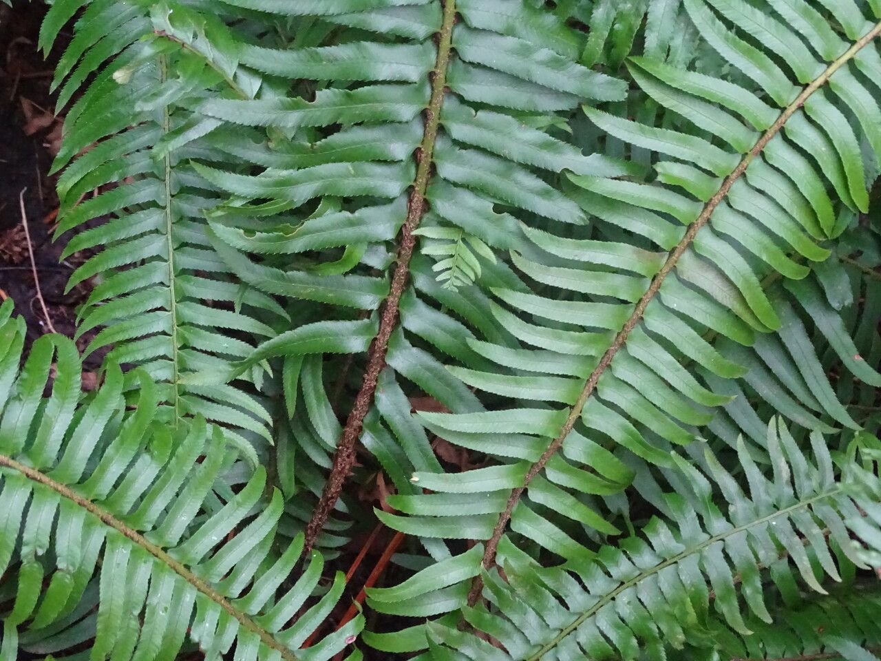 Polystichum munitum leaf