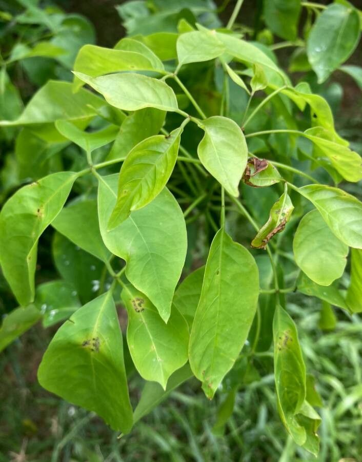 Cleome uniglandulosa — search result for 'Cleome'