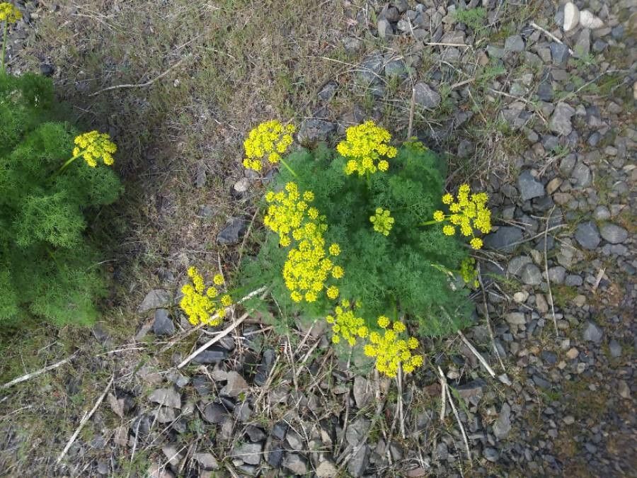 Lomatium grayi flower