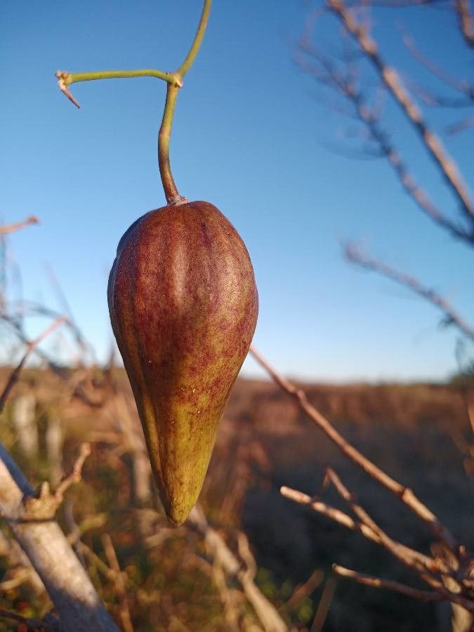Araujia angustifolia fruit