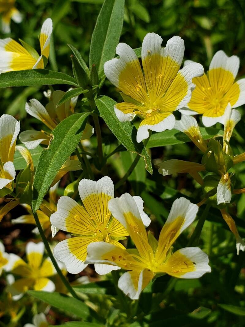Limnanthes douglasii flower