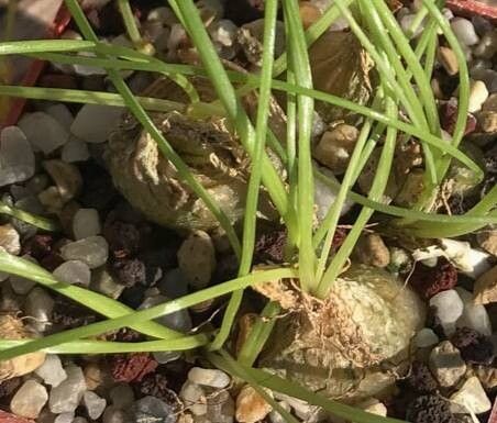 Albuca osmynella — houseplant care guide