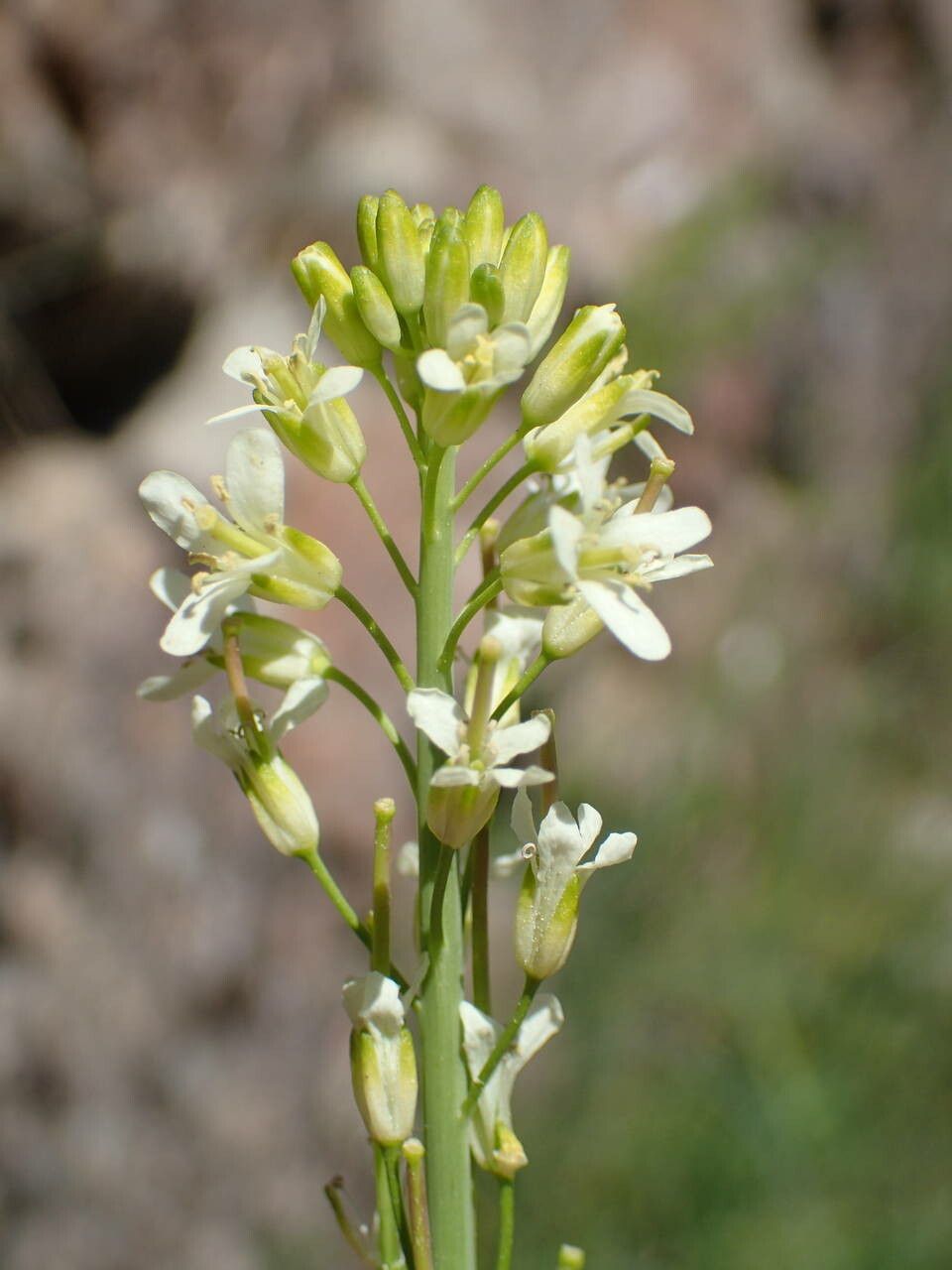 Turritis glabra flower