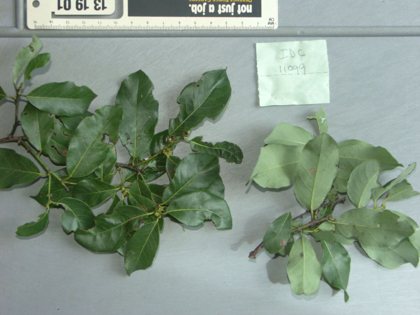 Bridelia ovata — houseplant care guide