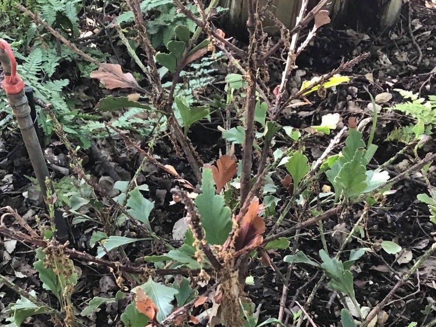 Phyllocladus aspleniifolius — related species from the same genus