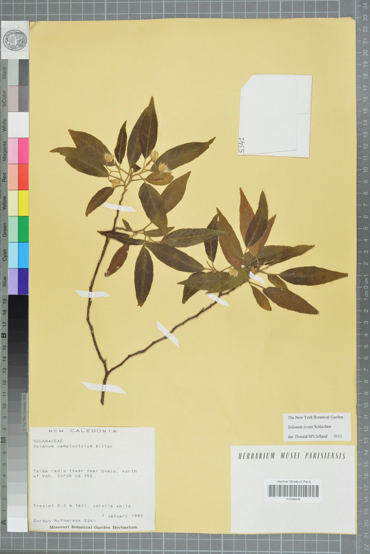 Solanum leratii — houseplant care guide