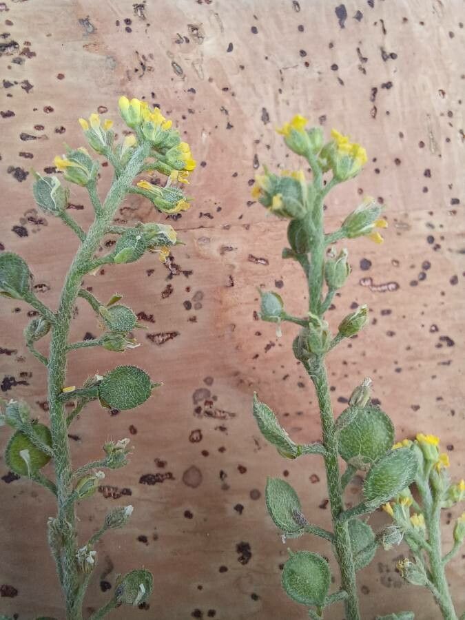 Alyssum desertorum flower