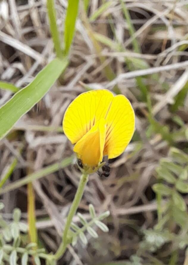 Adesmia incana flower