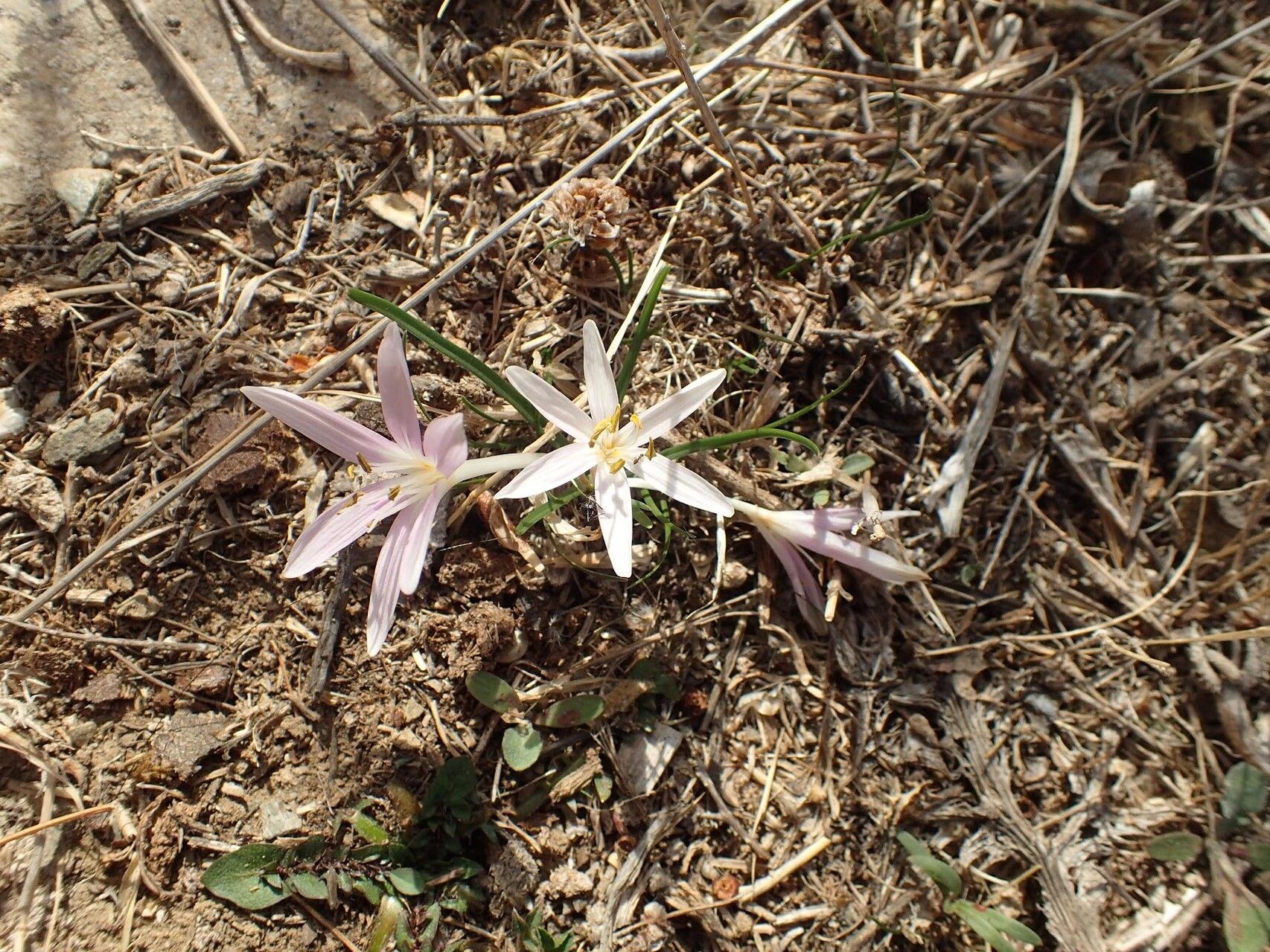 Colchicum pusillum — search result for 'Cyprus'