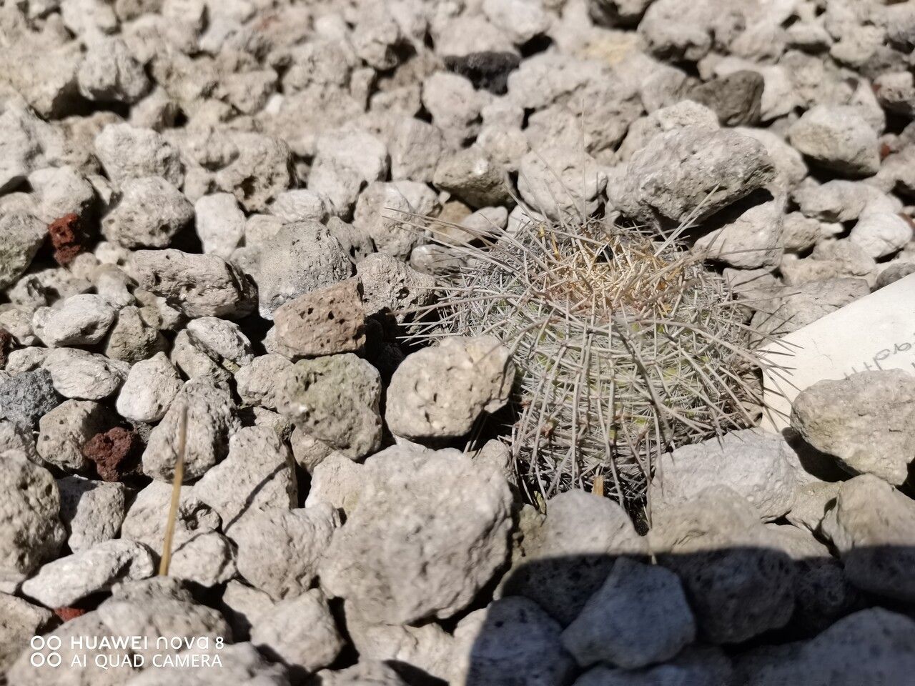 Mammillaria muehlenpfordtii bark