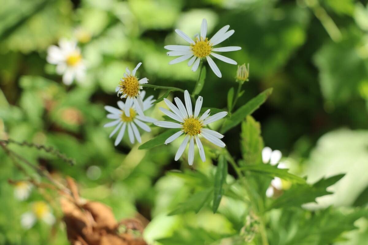 Aster iinumae flower