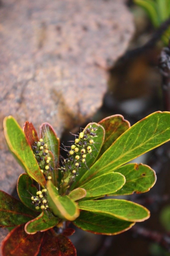 Beauprea congesta habit