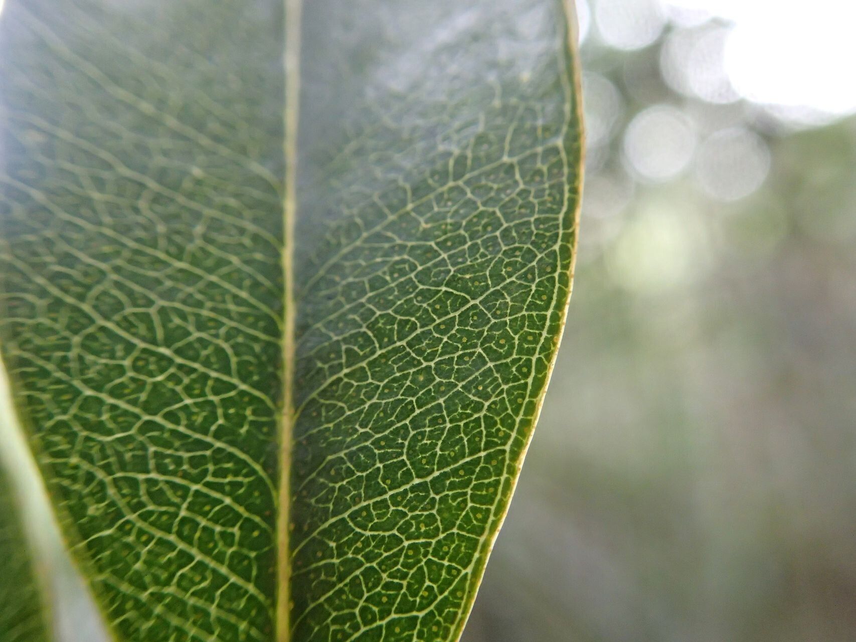 Syzygium frutescens — houseplant care guide