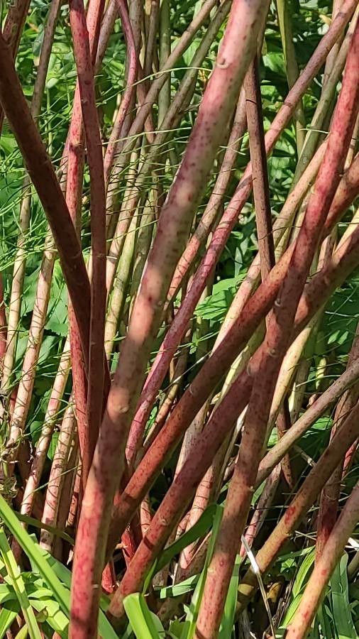 Euphorbia sarawschanica bark