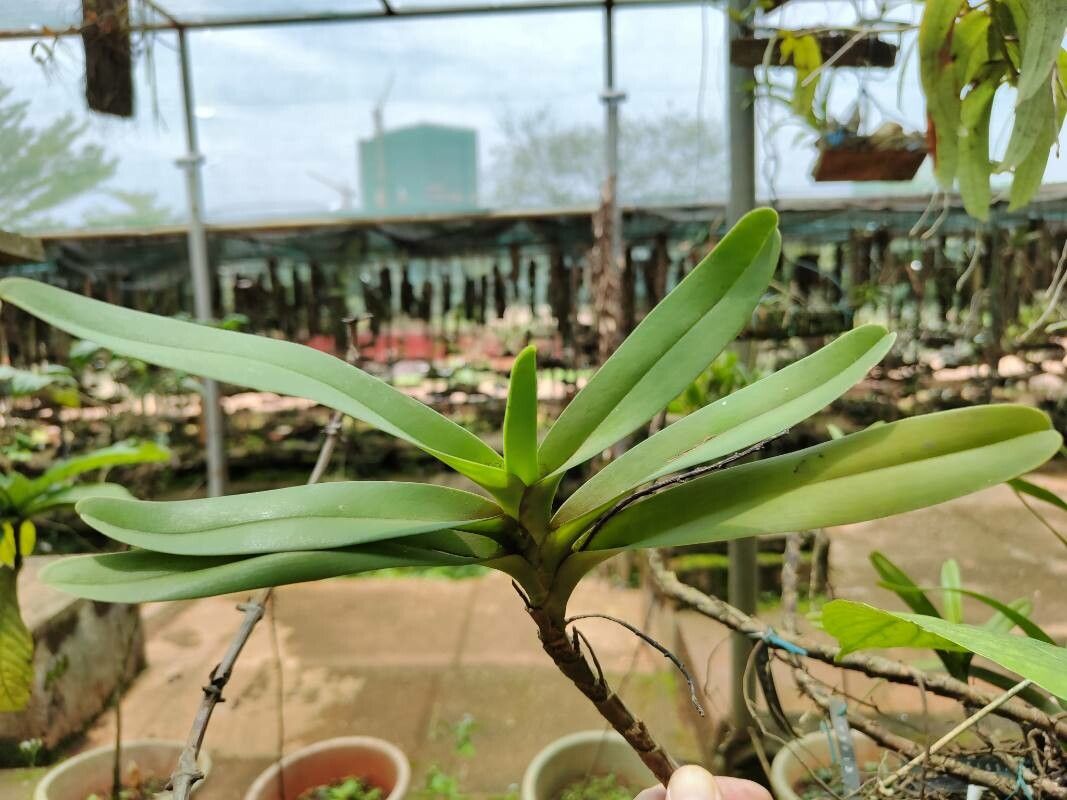 Cyrtorchis ringens habit