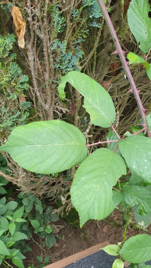 Rubus rhamnifolius — houseplant care guide