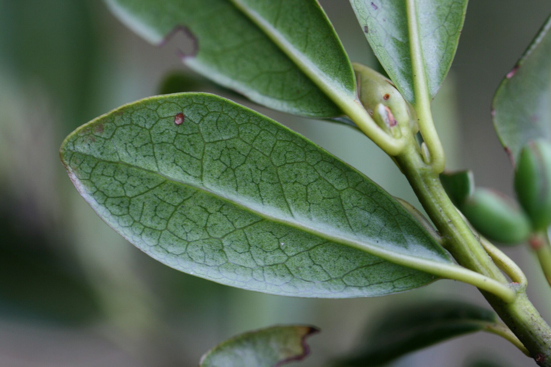 Tasmannia montis-wilhelmi — related species from the same genus