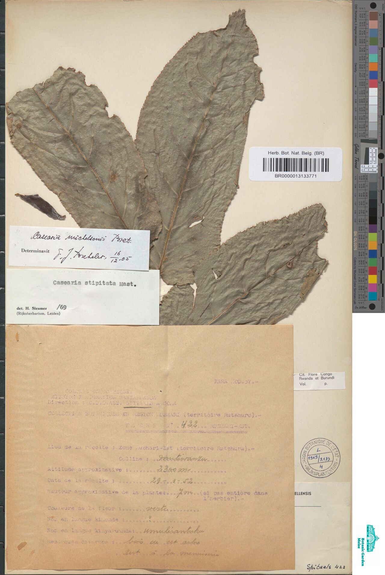 Casearia michelsonii — houseplant care guide