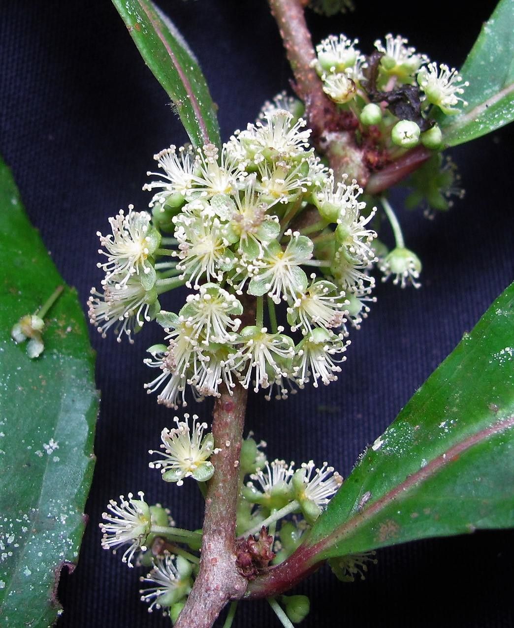 Xylosma oligandra other