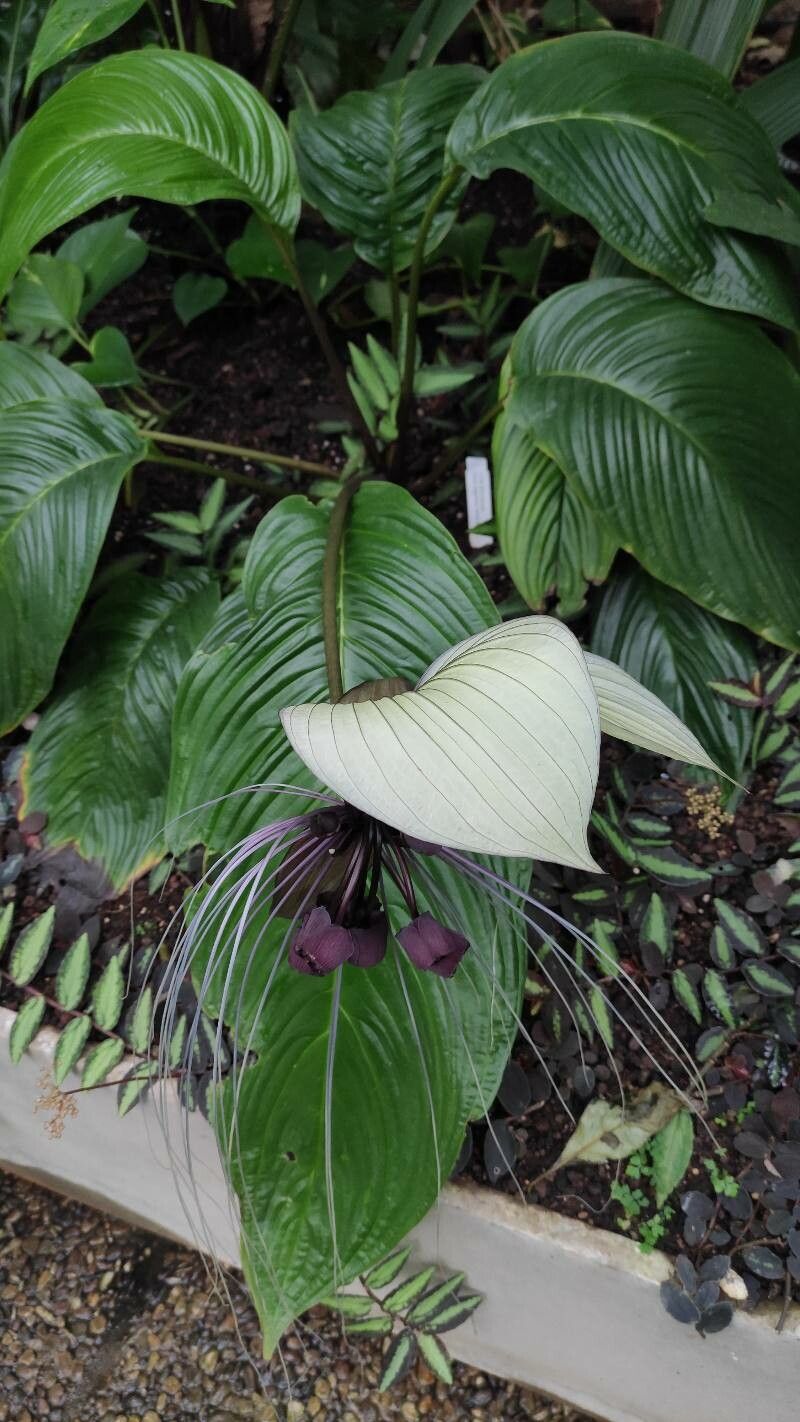 Tacca integrifolia habit
