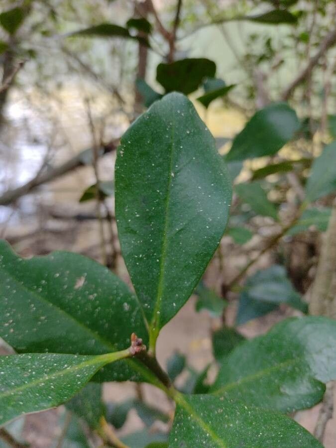 Aegiceras corniculatum — search result for 'Primulaceae'
