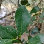 Aegiceras corniculatum