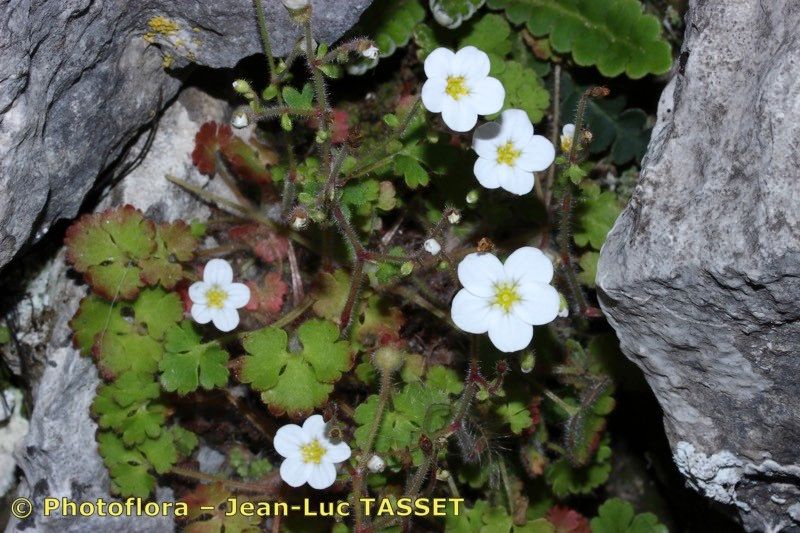 Saxifraga dichotoma habit