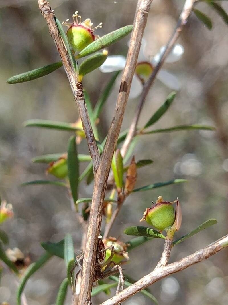 Leptospermum deanei